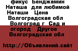 фикус  Бенджамин Наташа  для любимой Наташи › Цена ­ 1 000 - Волгоградская обл., Волгоград г. Сад и огород » Другое   . Волгоградская обл.